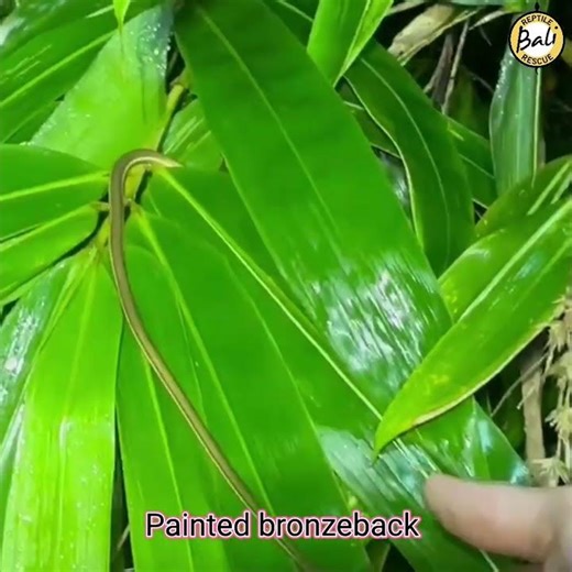 Painted bronzeback - Dendrelaphis pictus - Ular tali picis - Released by Arius and Zane