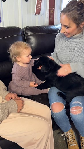 20K views · 1.2K reactions | Babies and babies…  | Fairfax Pines Labrador Retrievers | Facebook