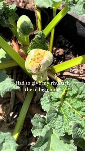 My rhubarb plant started flowering this year, so we had to make the cut and make sure the energy goes towards making more great steams to eat!! #veggiegarden #vegetablegardening #vegetablegarden #rhubarb #gardening #gardentok