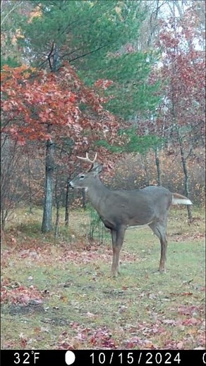 Trail Cam Videos | Northwoods #trailcam #wildlife #deer #bear