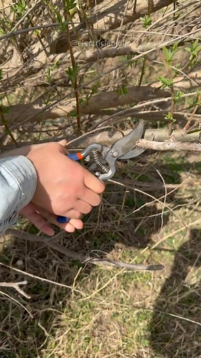 Electric pruning shears very sharp and laborsavingtiktokshopspringglowup Electrician CozyCountdown foryou electriciantools Tool springtok sparky | Electrician Julie