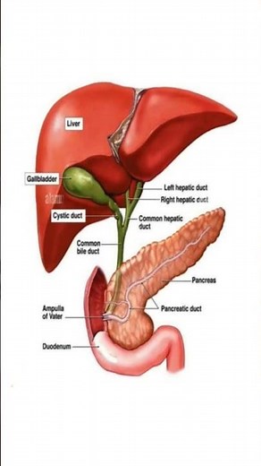 Liver, Gallbladder, Pancreas, and Bile Duct Anatomy