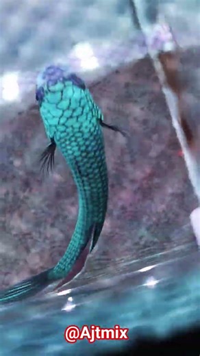 Blue Pattern Fish Swimming in Clear Water | Beautiful Aquarium Fish View #ajtmix #koifish #trending