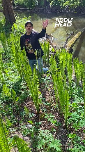 Hello 👋 Here's some Fiddleheads from today's foraging 🌿 #spring2025 #strutbräken #nature #fiddleheads #wildvegetables #foraging #outdoors | Mushroom King