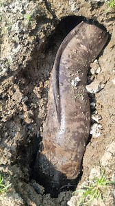 Amazing Fishing place in dry season best fishing Techniques. most popular and viral video. #fish #fishing #viral #mudfish | Fisherman Animal Lover-Original