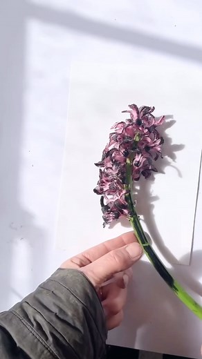 Two ways of working, both printmaking in a way. Which would you most like to experiment with? In Greek mythology the Hyacinth is associated with Apollo. Spartan prince Hyakinthos, was a beautiful Laconian youth beloved by Apollo the sun god. One day Hyakinthos played Apollo in a game of quoits. Zephyrus (the west-wind) was jealous of their friendship and he blew the heavy discus thrown by Apollo, making it hit Hyacinthus in the head and kill him. As the blood from his head hit the ground a flowe