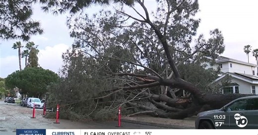 Massive 30-foot pine tree falls, streets flood during Monday's storm