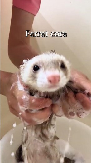 Ferret Core #animals #wildlife #nature #cute #shorts