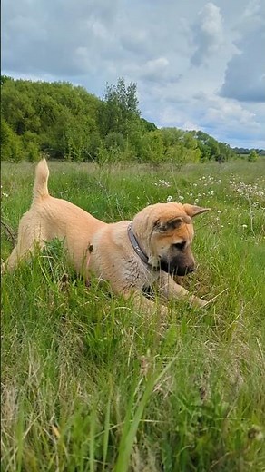 GERMAN SHEPHERD SHAR PEI MIX #puppy