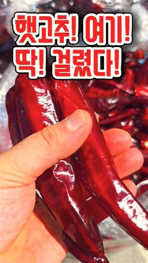 햇고추! 여기 딱 걸렸다! 세상에 깜짝이야! #햇고추 #먹거리 #매운고추 #김치 #먹거리
