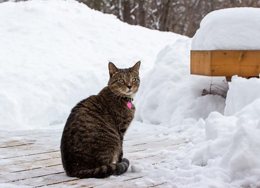 Ethylene Glycol Poisoning in Cats: What To Do if Your Cat Ingests Antifreeze