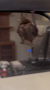 Pedro has zoomies | Secret Squirrel Wildlife Rehabilitation