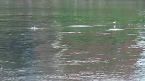 飛んでる魚2の動画｜無料の動画素材サイト「動画AC」