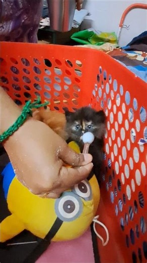 Kitten basic things 🐈😻 #catshorts #cat #pets #catvideos