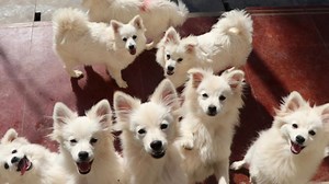 Dog named Ghost rescued after living with pack of coyotes