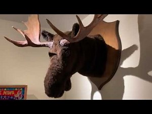 Animatronic Moose Wall Mount - life size