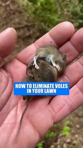 Stop Voles Before They Wreck Your Lawn! Fast Fix! Got vole tunnels in your yard? These little pests can ruin your lawn quickly! Learn the best way to eliminate voles and restore your lawn’s health. #HealthyLawn #PestFreeYard #VoleControl #lawncare #LawnMaintenance #pestcontrol #pestcontroltips #voles | Blue Duck Lawn Care