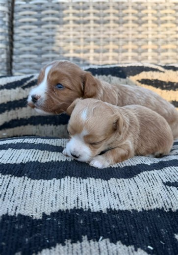 Look at this little cutie pie! Maltipoo zusjes, mini en maxi ✨🧸🤎
