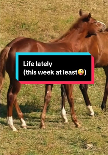 Life lately (this week at least🤪) | life recently