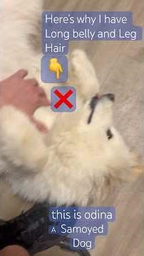 This Fur Was Engineered for −40° Survival | Meet Odina the Arctic Wolf Dog