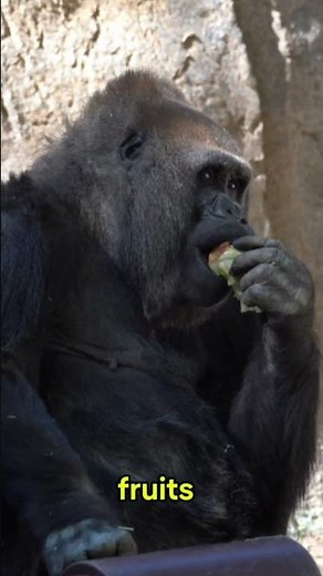 Gorilla Facts You DIDN’T Know | The Wild Side