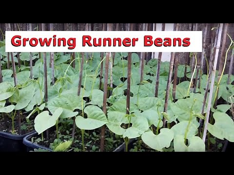 Growing Runner Beans, Including Time Lapse Video