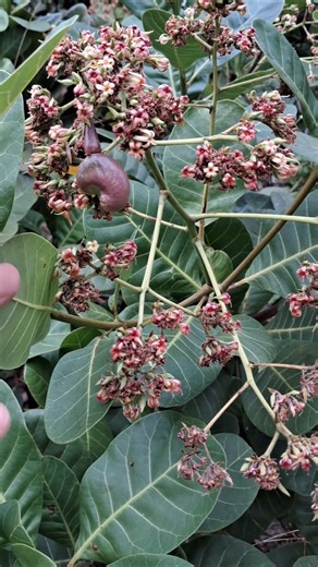 cashew season started #trending #shorts #shortvideo #shortsviral #garden