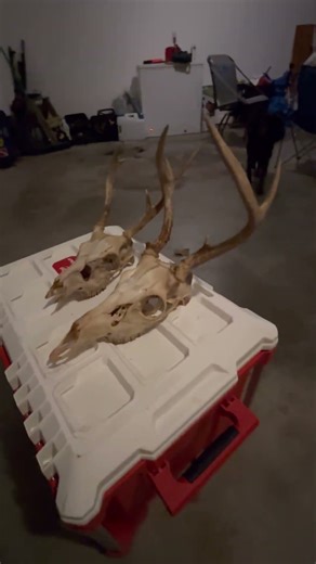 European Mounts! Subscribe to TC’S Outdoor Adventures