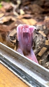 418K views · 5.8K reactions | Ever Seen a Snake Yawn?朗 . . . #cute #snakes #wow #wildlife #fbreels #animals #animallovers #life #fun #wild #AmaZing #video #cute #moment #facebookreels #reelsfb | The Reptile Zoo | Facebook