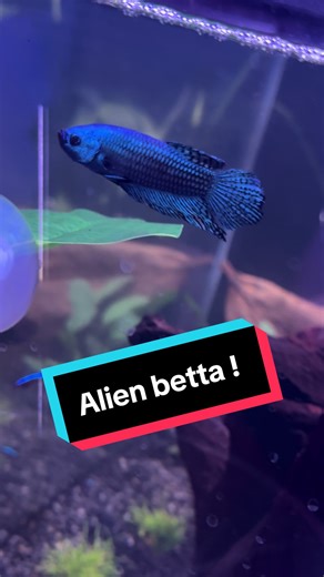 My alien betta showing off his alazing colours ! #betta #bettafish #fishtank #aquascape #alienbetta #alienbettafish