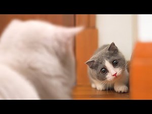 Kittens Meeting For The First Time!