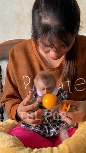 Adorable baby monkey zim lifestyle with family - #zim #shorts #reels 117 | TSL P02