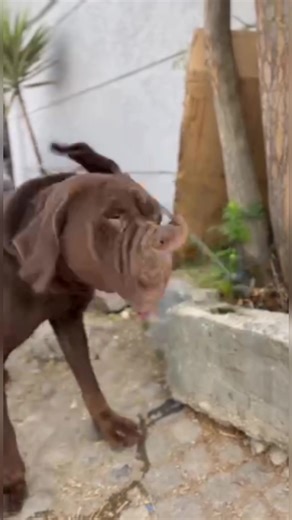 Jula Pigon and rabbit marekat (@jula.pigon.and.rab)’s videos with original sound - homeofpuppieswhitey
