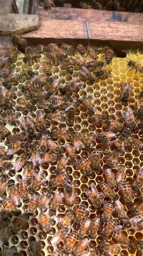 Life of a Worker Bee 🐝 | The Busy Life Inside the Hive