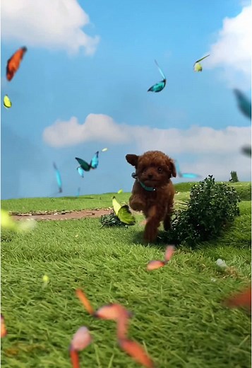Cute Dog Videos for Kids on Dog TikTok