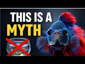 Beyond the Bowl: Why Betta Fish Don’t Belong in Tiny Tanks😱