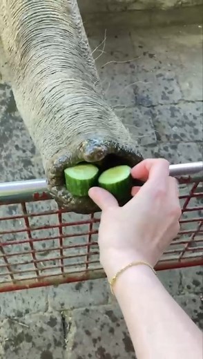 47K views · 449 reactions | Wusstest du, dass du bei uns selber Elefanten füttern kannst? Täglich um 12 und 15 Uhr stehen Tierpfleger mit großen Körben voller Gurken bereit, die ihr dann an Tefi, Kanaudi und Co verfüttern dürft. Dazu gibt es spannende Infos zu den Asiatischen Elefanten. Kommt vorbei! | Allwetterzoo Münster | Facebook