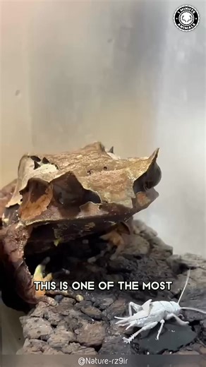195K views · 10K reactions | Long-Nosed Horned Frog  The Frog With HORNS! Pointy nose, leaf-shaped body, and perfect disguise. It blends into the forest floor like magic. A tiny predator hiding in plain sight. #longnosedhornedfrog #wildlife #animalfacts #1minuteanimals | 1 Minute Animals | Facebook