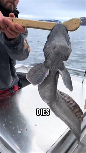 This Fish Keeps Biting Even After It Dies
