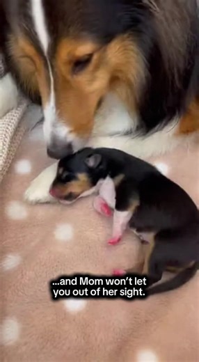 Cuteness Overload: 48-Hour-Old Sheltie Puppy