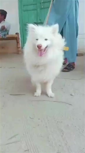 The Beauty of Russian Dog Breeds