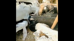 TMR Feed Back | Goat Land Farms