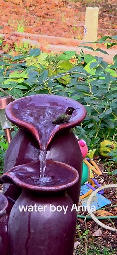 Zelu Hummingbird: Nature's Vibrant Bird