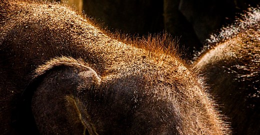 Why Do Elephants Have Hair? Discover Their Unique Cooling Mechanism