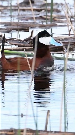 The Ruddy Duck a Lesson in Romance #wildlife #birds #birdwatching #nature #wildlifephotography