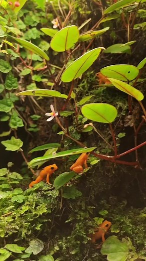 Mantelle dorée grenouille de Madagascar Nausicaa Aquarium terrarium gecko #nausicaa #boulognesurmer #grenouille #frog #aquarium #terrarium #madagascar