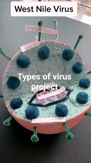 curriculum project virus structure biology #business #automobile #classrooom #onlineinstruction