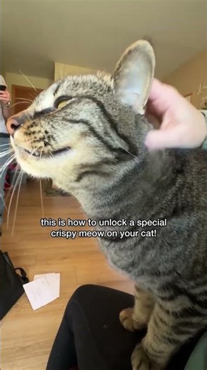 Chip’s CRUNCHY meow activates on demand. 😸