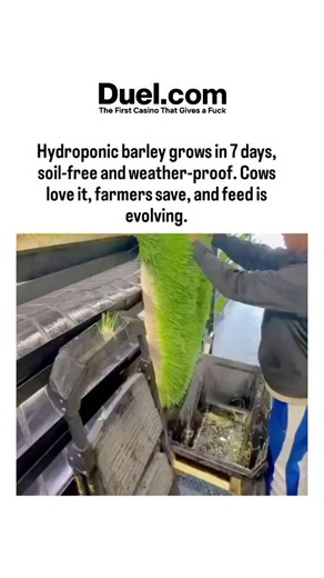 netflix.decode on Instagram: "- The post showcases hydroponic barley fodder production, where 1 pound of seeds yields 6-7 pounds of nutrient-dense green feed in 7 days, enabling soil-free, weather-independent growth for cattle and sheep, as demonstrated in the video's step-by-step process. - Scientific studies confirm benefits like 10-20% higher protein and vitamin content compared to hay, boosting milk fat by up to 15% and reducing feed costs by 20-30% per head, though a 2023 University of Minn