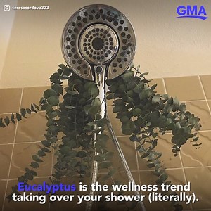 Eucalyptus leaves, known for both their health and relaxation benefits, are turning people's showers into their very own at home spas! https://gma.abc/2H6Uoxx | Good Morning America